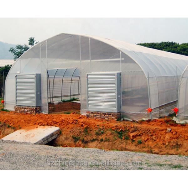 6m-10m Width Galvanized Steel Frame Single Span PE Film Greenhouse for Tomato