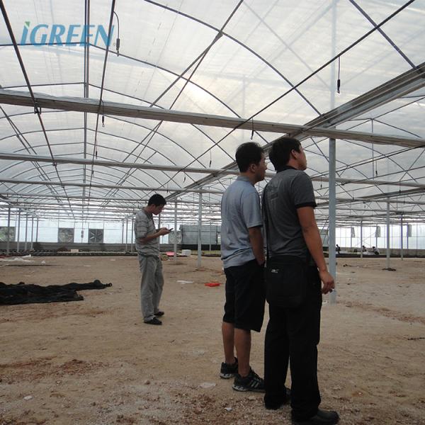 10m Tunnel Width Wide Span Greenhouse For Snail Farming with Irrigation System
