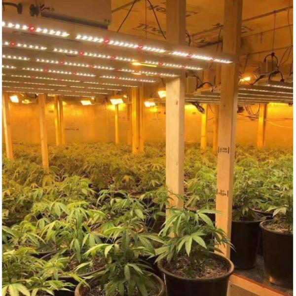 8 Bar 10 Bar 600w 800w 720w Indoor LED Grow Lights Plant Lights For Indoor Plants Hydroponic