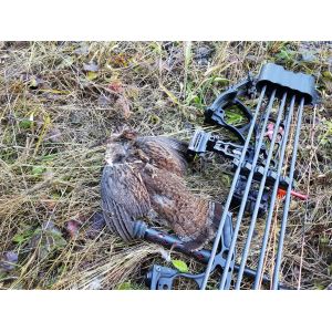 China Hawkeye Penetration Carbon Hunting Arrows / Carbon Fiber Arrows Impact Resistance wholesale