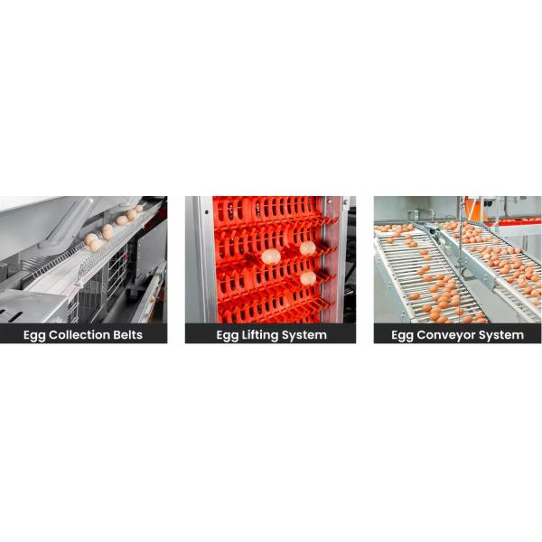 Automatic Broiler Chicken Farming Equipment H Type Chicken Steel Cage