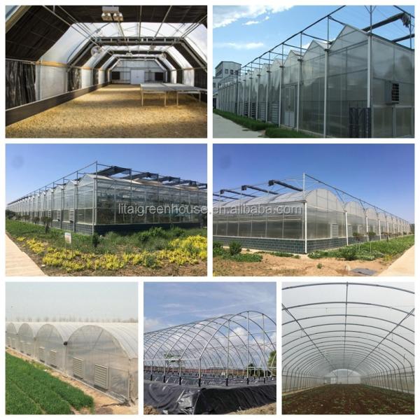 Multi Span Agriculture Greenhouse Height 3m Customized Length 50m