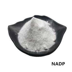 China CAS 1184-16-3 NADP Powder 99%  Beta Nicotinamide Adenine Dinucleotide Phosphate on sale