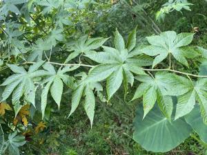 China Raspberry Leaf Can Prevention of Cardiovascular and Cerebrovascular Diseases wholesale