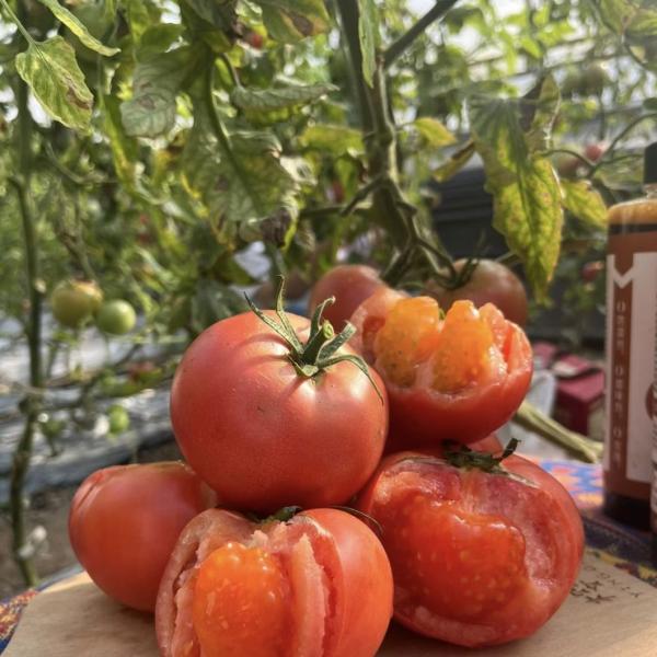 China Origin Multi-Span Film Agricultural Greenhouse