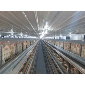 Metal Poultry Breeding Base Pre Engineered Metal Building