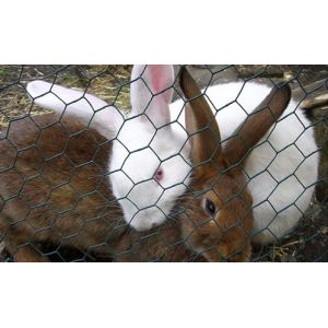 Hexagonal Wire Mesh/Hexagonal Wire Netting/Gabion Mesh