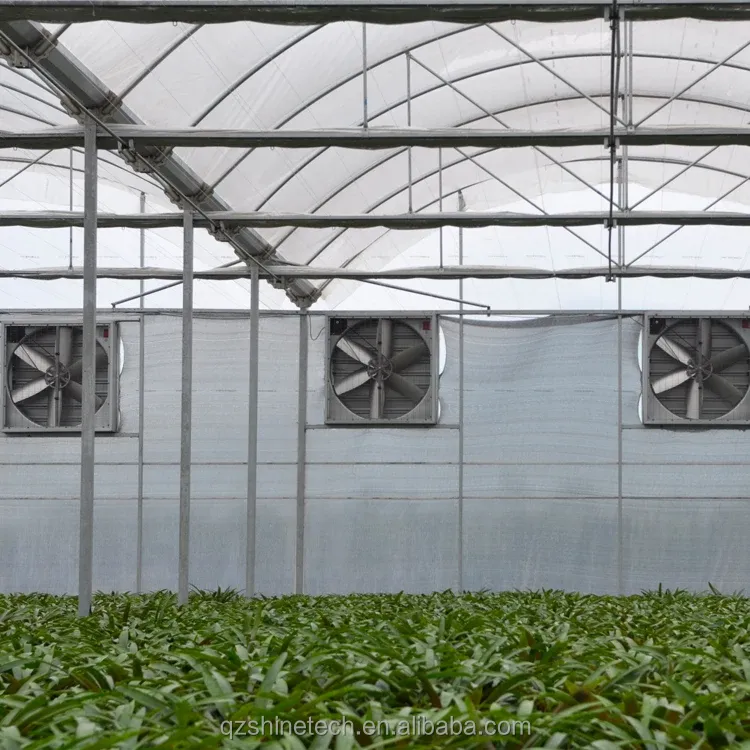 Large Multi Span Agricultural Film Greenhouses With Optional Cooling System