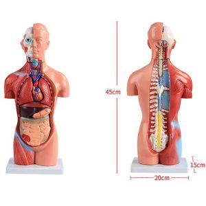 4D 42cm 15 Parts Human Torso Body Anatomy Model