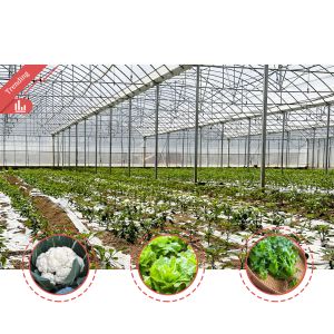 China 24x40m Galvanized Steel Greenhouse with 150micron PE Film wholesale