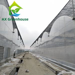 China ODM Transparent Polycarbonate Plastic Film Greenhouse Side Top Ventilation Greenhouse wholesale