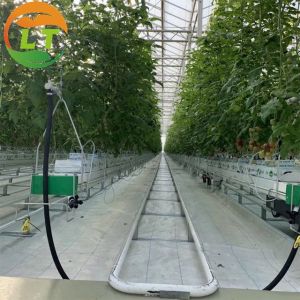 China 8m Transparent Glass Solar Greenhouse For Efficiently Produce Tomatoes wholesale