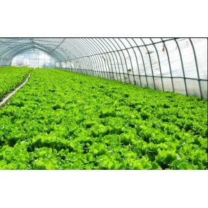 China Anti Fungus Agriculture Insect Net UV Resistant HDPE 5000S wholesale