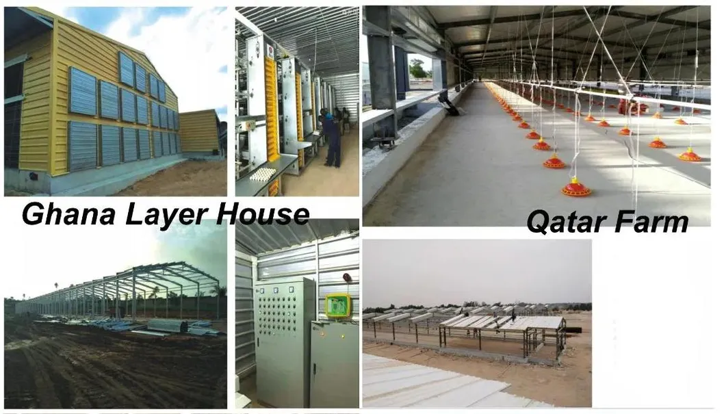 Type H Laying Hens Breeding Chicken Automatic Equipment (KXD-LC301)