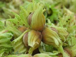 Hazelnut green skin peeling machine