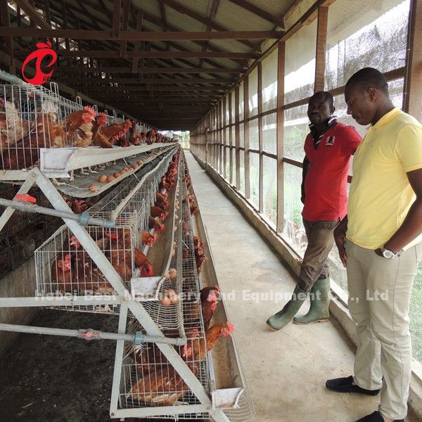 Most Economical Chicken Layer Battery Cage Poultry Farming For 5000/10000/20000