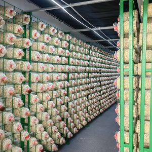 China Single Span Greenhouse 20ft Agricultural Greenhouse For Mushroom Cultivation wholesale