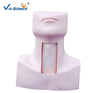 China Doctors Tracheostomy Medical Manikins Simulators Model wholesale