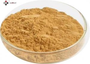 China GMP 100% Natural Anti Oxidation Dong Quai Extract wholesale