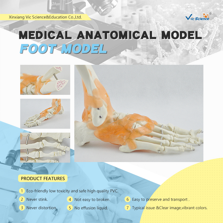 Plasric Human Skeleton Model Life - Size Foot Joint With Ligaments Teaching Models