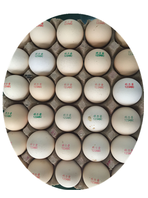 600DPI High Resolution Egg Inkjet Batch Coding Machine For Bar Code / Logo