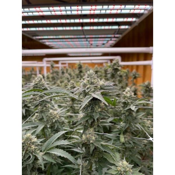 780W Hydroponics LED Grow Light With UV And IR Small Led Golden Color AC240V