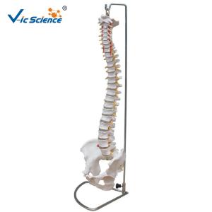 China Vertebral Column Anatomical Skeleton Model With Pelvis And Painted Muscles wholesale