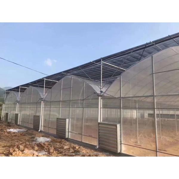 Vegetable Fruits Flowers Film Greenhouse Chinese Multi Span Greenhouse for Tomato Agriculture