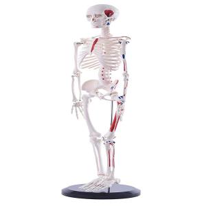 China Full Body 85cm Small Human Skeleton Model With Painted Muscles wholesale