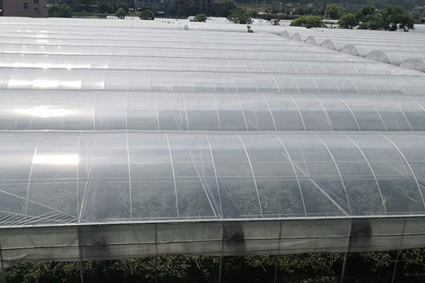 Galvanized Steel Single-span Tunnel Greenhouse for Growing Vegetables Fruits Flowers