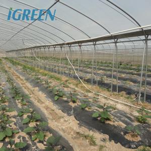 Film Surface Material Multi-Span Agricultural Greenhouses IGreen Greenhouse