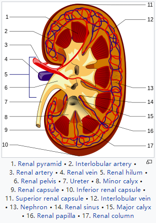 Medical Science Human Body Anatomy Model Human Kidney Model 20x10x7CM