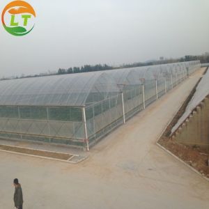 Commercial Greenhouse Hydroponic Planting System for Industrial Needs