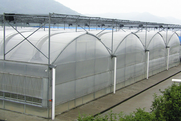 Economical Gothic Arch Greenhouse , Commercial Greenhouse Structures Customized Design