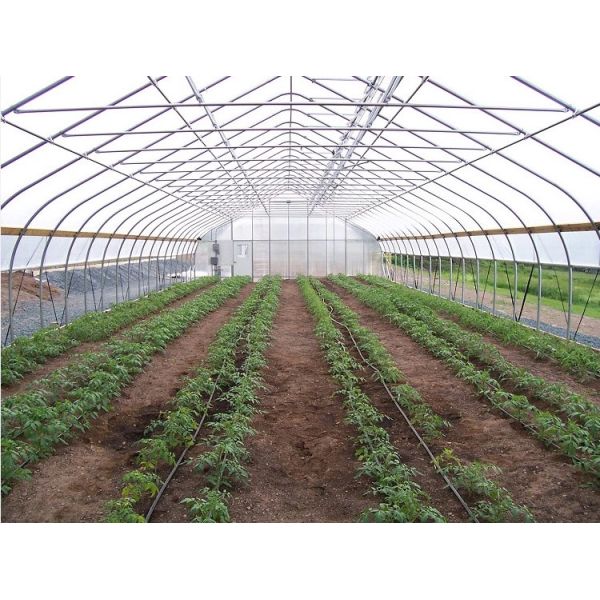 Galvanized Steel Frame PE Film Greenhouse 3.2m High Tunnel Greenhouse