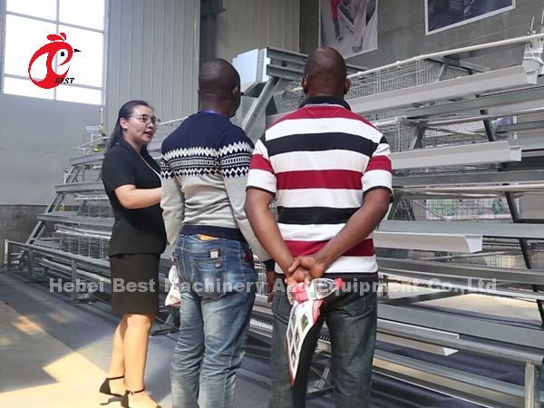 Automatic Battery Poultry Cage Cold Galvanized For Laying Chickens In Africa Market Iris