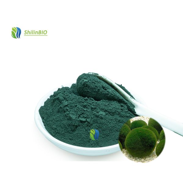 High Quality Broken Wall Chlorella Powder Chlorella Extract 50% 60% Protein Powder