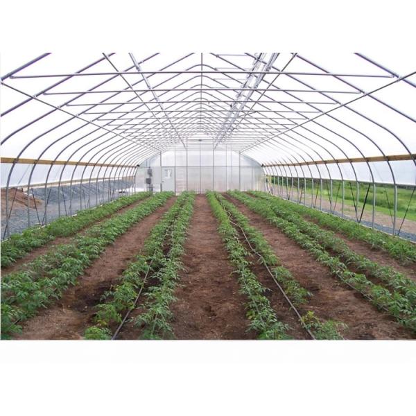 6m-10m Width Galvanized Steel Frame Single Span PE Film Greenhouse for Tomato