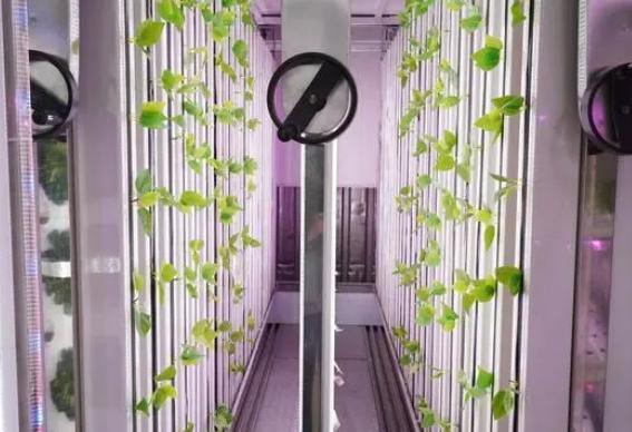Shipping Container Greenhouse for Growing Leafy Greens in 40HQ Reefer Container