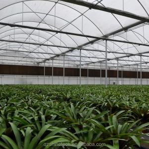 Multi Span Agricultural Film Greenhouse With Super Strong Resistance