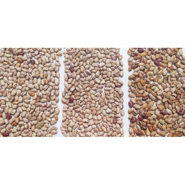 512 Channels Nuts Color Sorter With Unique Feeding System