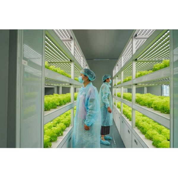 Juxiang OEM Living Vegetable Hydroponic Culture System with 40ft Container Greenhouse