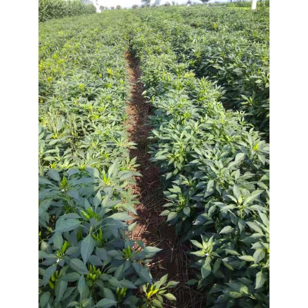 HACCP Dried Paprika Peppers Single Herb Stemless Dried Whole Red Chilies