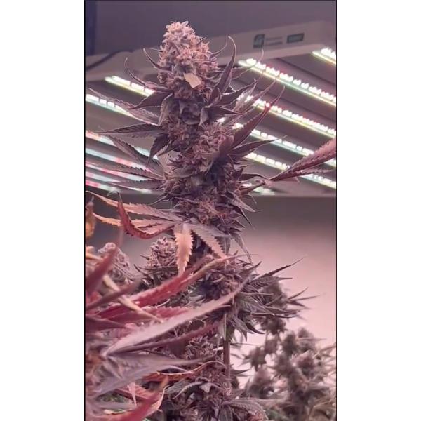 Full Spectrum Grow Lights Growers Republic 1200W With UV And IR/Spectrum adjustable/Dimmable
