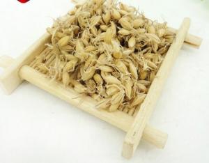 China Malt fructus hordei germinatus wheat germ tcm mai ya on sale