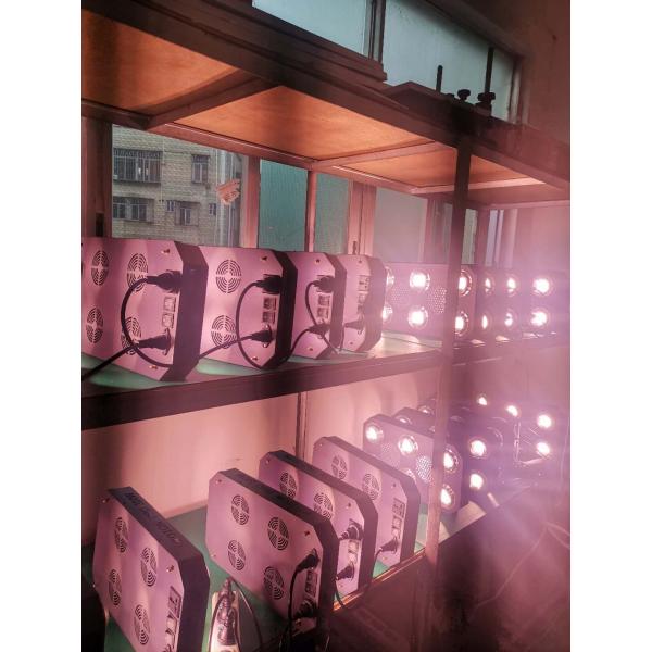 300W 38mil UV Plant Led Grow Lights Rikolite cob Flicker Free