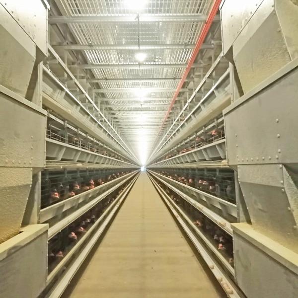 Q235 Chicken Farming Equipment , 384 Birds / Set H Type Layer Cage
