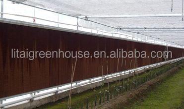 Customized Size Film Covered Poultry Farm Greenhouse Length 30-100m with Film Cover