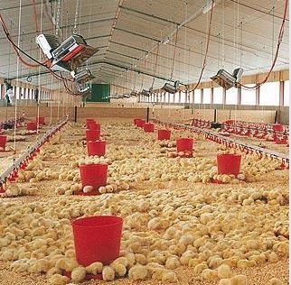 Infrared Gas Brooder Natural LPG Heater Poultry House Chicken Coop THD6806 5000pa