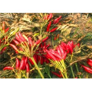 China Stemless Dried Red Chilli Peppers Sichuan Chillies 10% Moisture wholesale